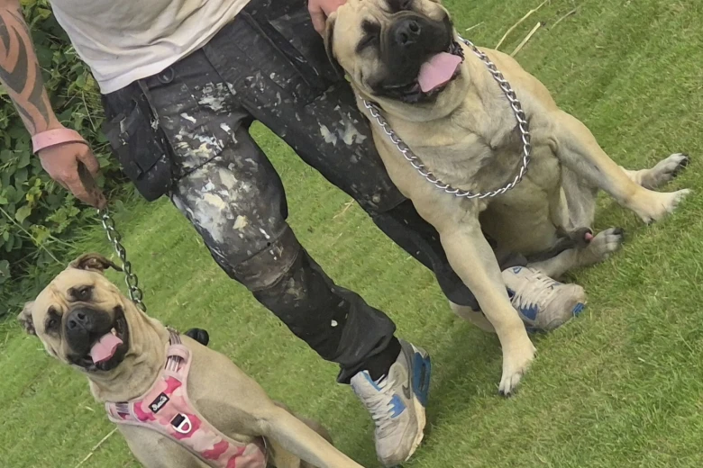 Bullmastiff