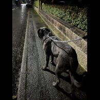 Cane Corso
