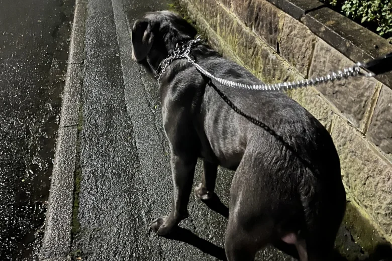 Cane Corso