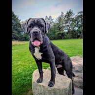 Cane Corso