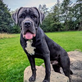 Cane Corso