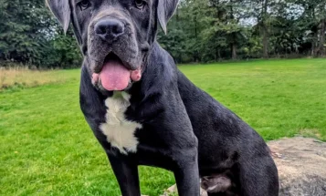 Cane Corso