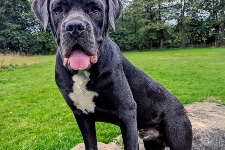 Cane Corso