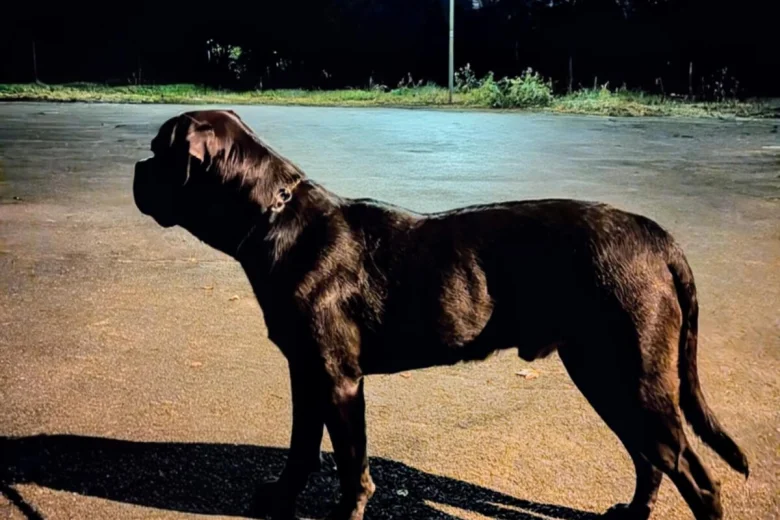 Cane Corso