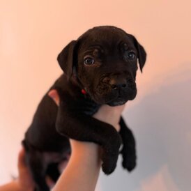 Cane Corso