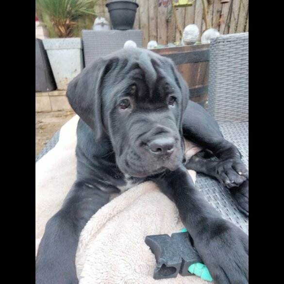 Cane Corso
