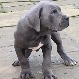 Cane Corso