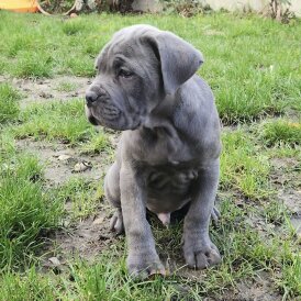 Cane Corso
