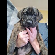 Cane Corso