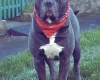 Cane Corso