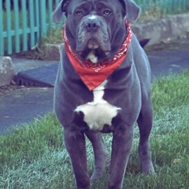 Cane Corso