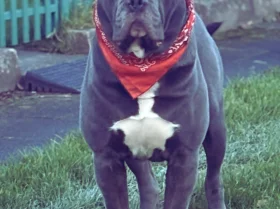 Cane Corso