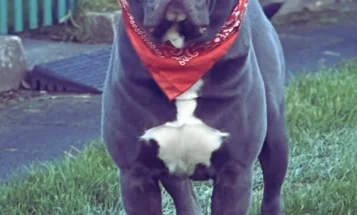Cane Corso