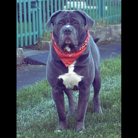Cane Corso