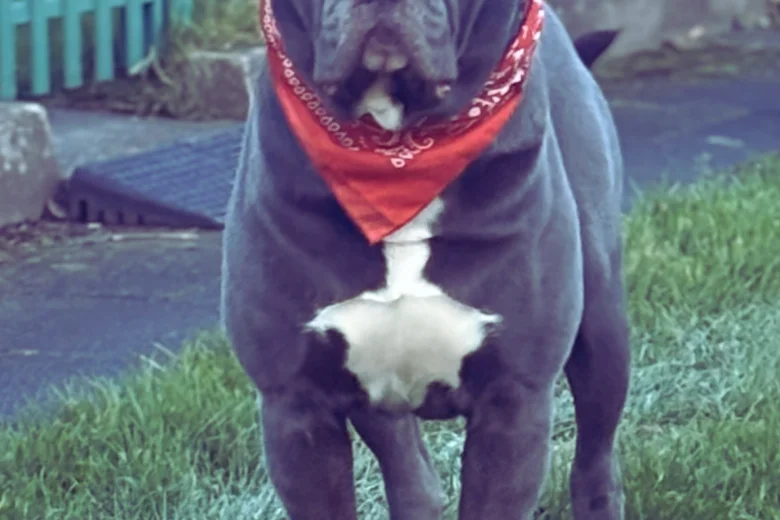 Cane Corso