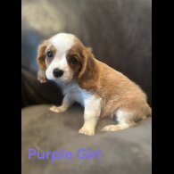 Cavalier King Charles Spaniel