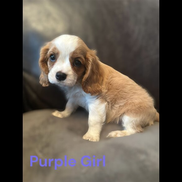 Cavalier King Charles Spaniel