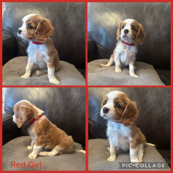 Cavalier King Charles Spaniel