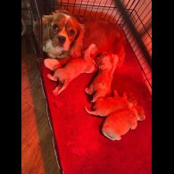 Cavalier King Charles Spaniel