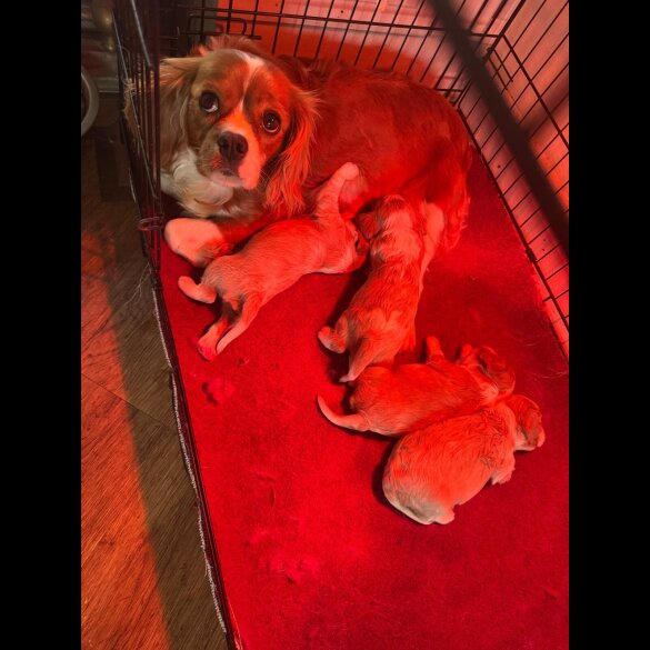 Cavalier King Charles Spaniel