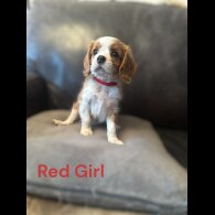 Cavalier King Charles Spaniel