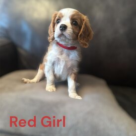Cavalier King Charles Spaniel
