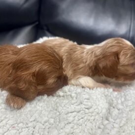 Cavalier King Charles Spaniel
