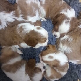 Cavalier King Charles Spaniel