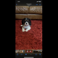 Cavalier King Charles Spaniel