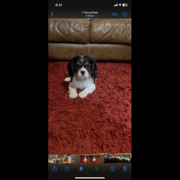 Cavalier King Charles Spaniel