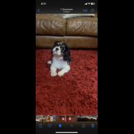 Cavalier King Charles Spaniel