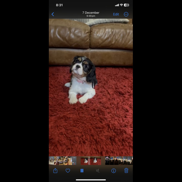 Cavalier King Charles Spaniel