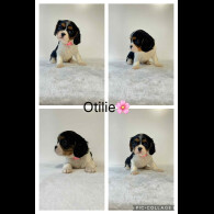 Cavalier King Charles Spaniel