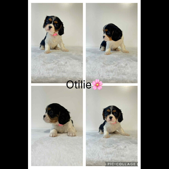 Cavalier King Charles Spaniel