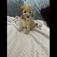 Cavapoo
