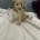 Cavapoo
