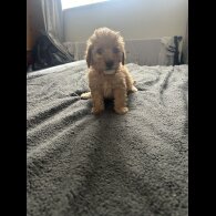 Cavapoo