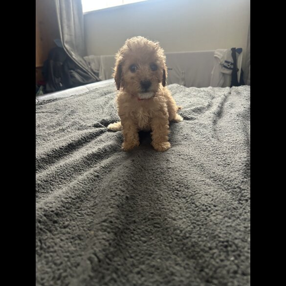 Cavapoo