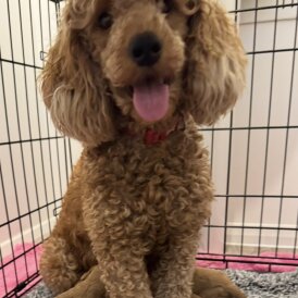 Cavapoo