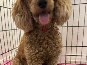 Cavapoo