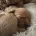 Cavapoo