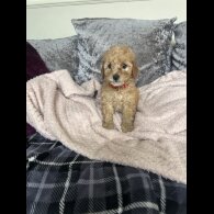 Cavapoo