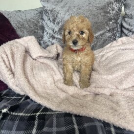Cavapoo