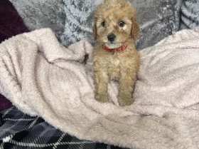Cavapoo