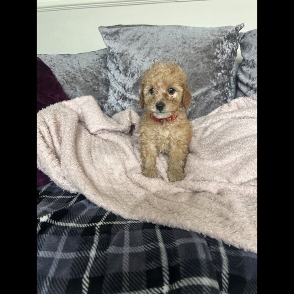 Cavapoo