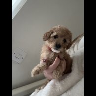 Cavapoo