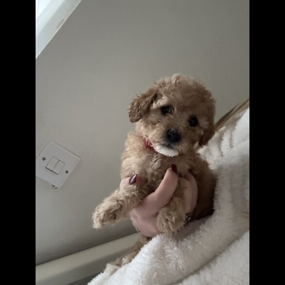 Cavapoo