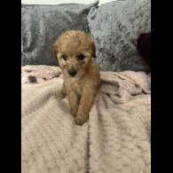 Cavapoo