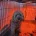 Cavapoo