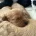 Cavapoo